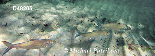 Bonefish (Albula vulpes)